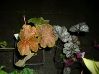 DSCI0675.webp