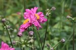 Herbstanemone0117.jpg