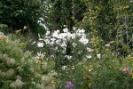 Herbstanemone0407.jpg