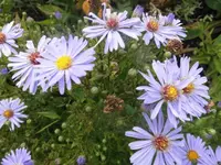 DSCI2161 (2).webp