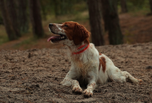 Estrella braucht mal Pause_900.webp