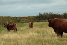 Highland Cattle_caws_800.JPG
