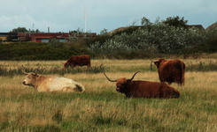 Highland Cattle1_900.JPG