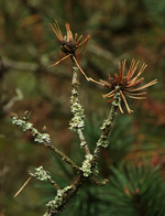 Flechten_800.webp