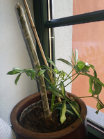 schefflera03.webp