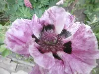 P1010948mohn.webp