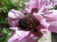 P1010945mohn.webp