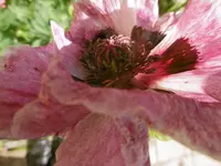 P1010944mohn.webp