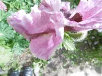 P1010943mohn.webp