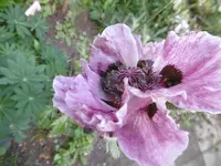 P1010938mohn.webp