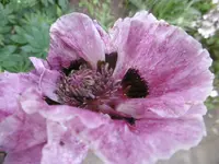 P1010936mohn.webp