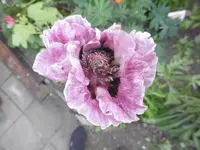 P1010928mohn.webp
