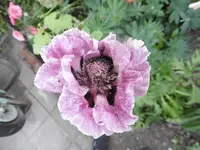 P1010927mohn.webp