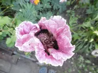 P1010925mohn.webp
