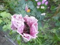 P1010910mohn.webp