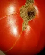 IMG-20170910-WA0003.webp