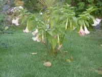 P1010915.webp