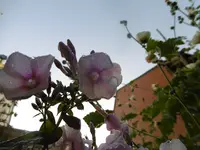 P1010912.webp