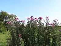 DSC01906.webp