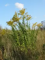 DSC01913.webp