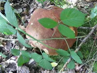 eichenrotkappe _1024x768.webp