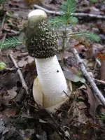 stinkmorchel_576x768.JPG