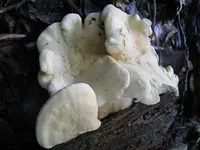 semmelstoppelpilz_1024x768.webp