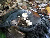 pilz auf täubling_1024x768.JPG