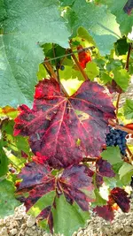 IMG_20170908_170810811.webp