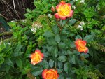DSC02276.jpg