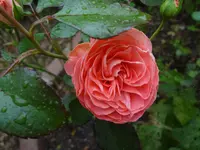 DSC02277.webp