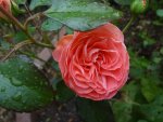 DSC02277.JPG