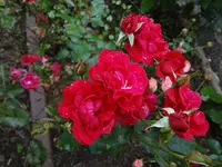 DSC02279.JPG