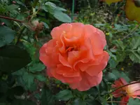 DSC02280.JPG
