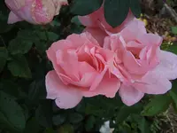 DSC02281.JPG