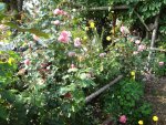 DSC02295.jpg