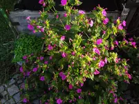 DSC02297.jpg