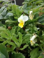IMG_20170911_140733.webp