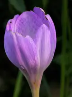 P1020255.webp