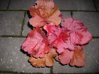 DSCI0684.webp