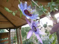 P1010950.webp