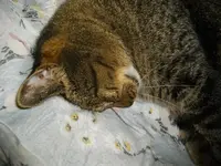 IMGP5246.webp