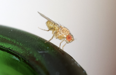 fruchtfliege2.webp