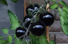 2017black01.webp
