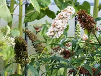 DSCF0124 (2).webp