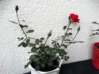 DSC01960.webp