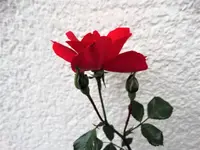 DSC01961.webp