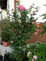 DSC01850.webp