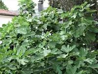 DSC01954.webp
