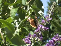 BILD8173.webp